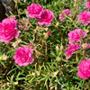 100 Pink PORTULACA Grandiflora / MOSS ROSE Flower Seeds