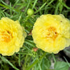 100 Yellow PORTULACA MOSS ROSE Portulaca Grandiflora Succulent Flower Seeds