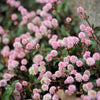 20 PUNCHING BALLS Pink Buttons Persicaria Capitata Polygonum Flower Seeds