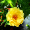100 Yellow PORTULACA MOSS ROSE Portulaca Grandiflora Succulent Flower Seeds