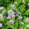 20 ZEBRA MALLOW Malva sylvestris var. Zebrina Flower Seeds