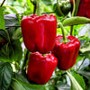 150 Yolo Wonder Sweet RED BELL PEPPER Capiscum Annuum Vegetable Seeds