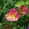 500 CARMINE King CALIFORNIA POPPY Pink Eschscholzia Californica Flower Seeds
