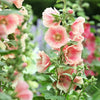 25 PEACH HOLLYHOCK Alcea Rosea Flower Seeds Perennial