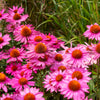 1000 Bulk BRIGHT STAR CONEFLOWER Echinacea Purpurea Lavender Bright Rose Pink Flower Seeds
