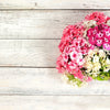 100 PHLOX OF SHEEP Pastel Mix Phlox Drummondii Multicolor Flower Seeds
