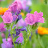 25 ROSE VIPER'S BUGLOSS Pink Echium Plantagineum Rose Bedder Flower Seeds