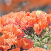 50 APRICOT BEAUTY STATICE Limonium Sinuatum Sea Lavender Flower Seeds