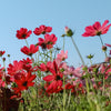 300 RED COSMOS DAZZLER Cosmos Bipinnatus Flower Seeds