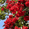 1000 Bulk CREPE MYRTLE Mixed Colors Lagerstroemia Indica Mix Tree Shrub Flower Seeds - Red, Purple, Light Pink, Dark Pink, White, & Lilac