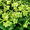 100 LIME GREEN NICOTIANA Alata Flowering Tobacco Seeds