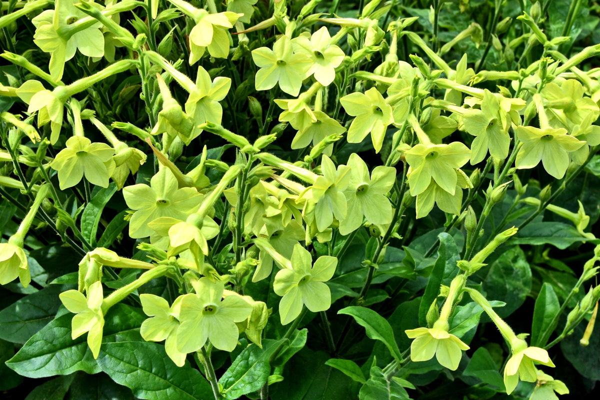 Heirloom Mixed Colors Nicotiana Seeds – (Ornamental Flowering Tobacco) Nicotiana Alata Flower – photo 7