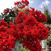 1000 Bulk CREPE MYRTLE Mixed Colors Lagerstroemia Indica Mix Tree Shrub Flower Seeds - Red, Purple, Light Pink, Dark Pink, White, & Lilac