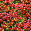 100 RED ENGLISH DAISY Bellis Perennis Double Flower Seeds