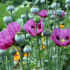 1000 HUNGARIAN BREADSEED POPPY Papaver Somniferum Purple Blue Flower Seeds