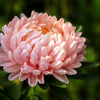 30 Duchess APRICOT PAEONY ASTER French Peony Callistephus Double Flower Seeds