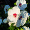 25 Luna WHITE HARDY HIBISCUS Hibiscus Moscheutos Flower Seeds