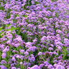 150 BUENOS AIRES VERBENA Brazilian Purple Bonariensis Patagonica Flower Seeds
