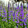 300 Blue ROCKY MOUNTAIN BEARDTONGUE Penstemon Strictus Flower Seeds