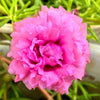 100 Pink PORTULACA Grandiflora / MOSS ROSE Flower Seeds