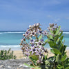 10 GIANT MILKWEED Sodom Apple Calotropis Procera Crown Flower Shrub Seeds