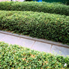 35 EUROPEAN PRIVET HEDGE Common Wild Ligustrum Vulgare Flower Shrub Seeds