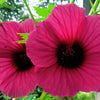 10 KENAF HIBISCUS Cannabinus Indian Hemp Red Flower Seeds
