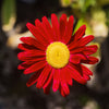 100 RED ROBINSONS DAISY Painted Chrysanthemum Coccineum Pyrethrum Flower Seeds