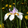 25 WHITE AFRICAN IRIS Fortnight Lily Dietes Iridioides Vegeta aka Cape or Butterfly Iris Yellow Purple Flower Seeds