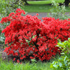 10 RED CUMBERLAND AZALEA Rhododendron Cumberlandense Bush Shrub Flower Seeds