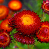 100 Red FIRE BALL STRAWFLOWER Helichrysum Monstrosum Flower Seeds