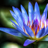 10 BLUE WATER LILY / Lily Pad / Asian Water Lotus / Sacred Egyptian Lotus Nymphaea Caerulea Flower Seeds