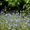 1000 CHICORY (Blue Daisy / Blue Sailors / Coffeeweed / Succory) Chicorium Cicorium Intybus Flower Herb Seeds