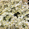 1000 White BABY'S BREATH 'Covent Garden' Gypsophila Elegans Flower Seeds