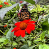 50 RED MEXICAN Torch SUNFLOWER Tithonia Rotundifolia Red Orange Flower Seeds