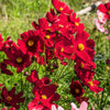 300 RED COSMOS DAZZLER Cosmos Bipinnatus Flower Seeds