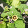 50 PERUVIAN GROUND CHERRY Physalis Peruviana Cape Gooseberry Fruit Veggie Seeds