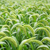 50 LIMELIGHT SPRAY MILLET Light Lime Green Flower Setaria Italica Grass Seeds