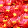 Mixed Colors Ice Plant ( Mesembryanthemum Daisy / Livingstone Daisy ) Dorotheanthus Bellidiformis Flower Seeds – photo 10