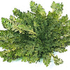 Live RESURRECTION PLANT Rose of Jericho Dinosaur Fern Miracle Air Houseplant