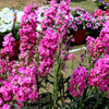 50 Rose PINK STOCK Matthiola Incana Ten-Week Gillyflower Seeds