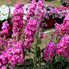 50 MIXED COLORS STOCK Matthiola Incana Ten-Week Gillyflower Blue White Pink Red Purple Seeds