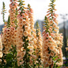 Foxglove Excelsior Mix Seeds – Digitalis Purpurea Mixed Colors Flower – photo 9