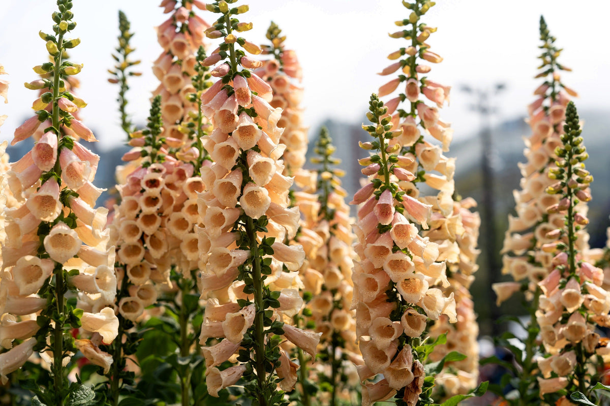 Foxglove Excelsior Mix Seeds – Digitalis Purpurea Mixed Colors Flower – photo 9