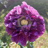 Lilac Pompom Peony Poppy Papaver Laciniatum Purple Pompon Flower Seeds