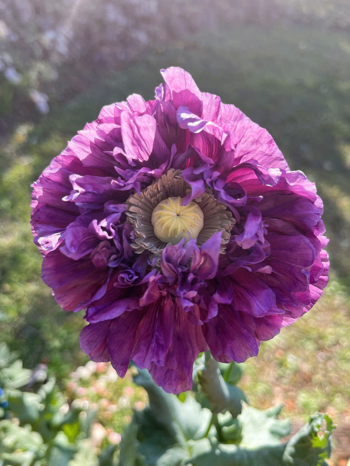 Lilac Pompom Peony Poppy Papaver Laciniatum Purple Pompon Flower Seeds