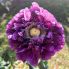 Organic Peony Poppy Mix Seeds – Papaver Paeoniflorum Mixed Colors Red, White, Pink, Black, Purple, Salmon – photo 15