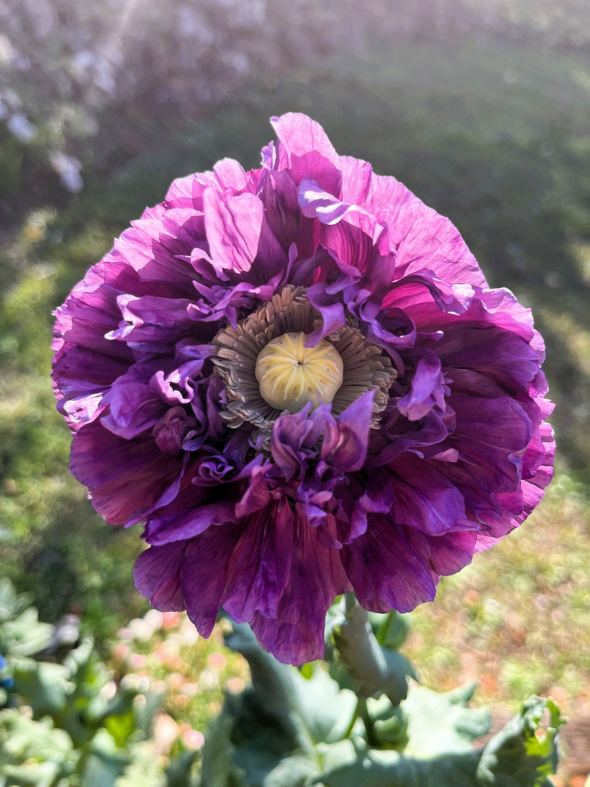 Organic Peony Poppy Mix Seeds – Papaver Paeoniflorum Mixed Colors Red, White, Pink, Black, Purple, Salmon – photo 15