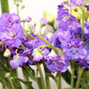 50 BLUE STOCK Matthiola Incana Ten-Week Gillyflower Seeds