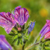 25 ROSE VIPER'S BUGLOSS Pink Echium Plantagineum Rose Bedder Flower Seeds
